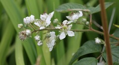 Rubus fruticosus