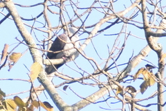 Ducula badia