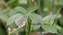 Rubus fruticosus