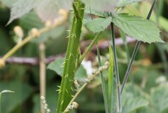Rubus fruticosus