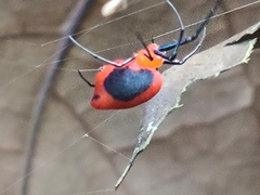 Leucauge licina