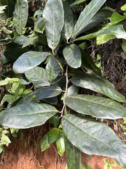Ocotea leucoxylon