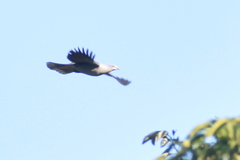 Ducula badia
