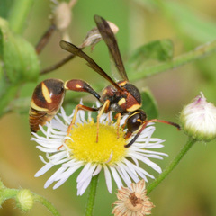 Eumenes smithii