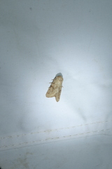 Luperina rubella