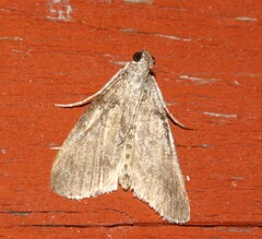 Crocidophora tuberculalis