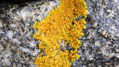 Xanthoria