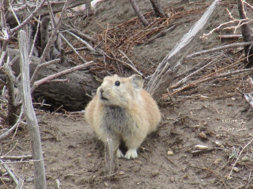 Afghan Pika
