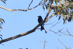 Dicrurus hottentottus