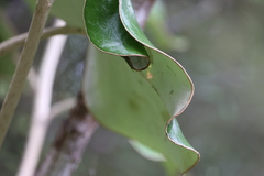 Brachyglottis rotundifolia