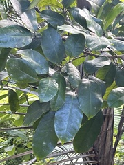 Burseraceae