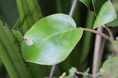 Brachyglottis rotundifolia