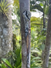 Burseraceae