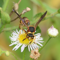 Eumenes smithii