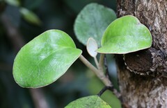 Brachyglottis rotundifolia