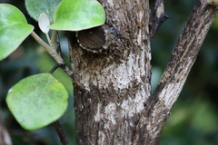 Brachyglottis rotundifolia