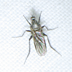 Empis tessellata