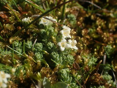 Kelleria paludosa