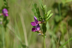 Vicia sativa nigra