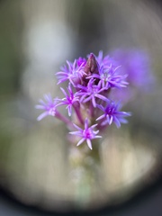 Polygala incarnata