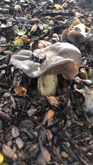 Entoloma ferruginans