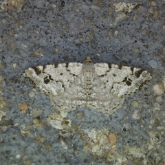 Macaria pinistrobata