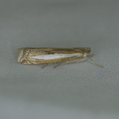 Crambus praefectellus