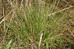 Carex extensa