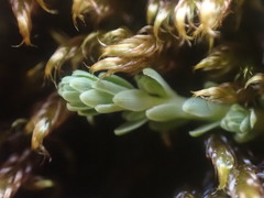 Kelleria paludosa