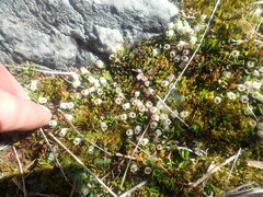 Gaultheria nubicola