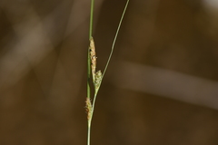 Carex extensa