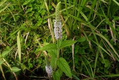 Elsholtzia pubescens