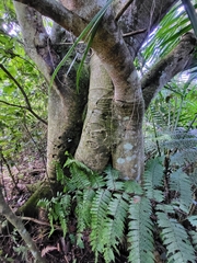 Ficus trigonata