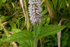 Elsholtzia pubescens