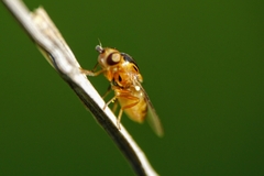 Thaumatomyia notata