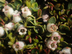 Gaultheria nubicola