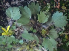 Ranunculus royi