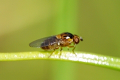 Thaumatomyia notata