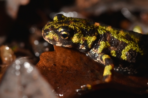 Triturus marmoratus