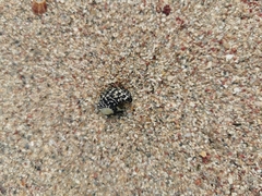 Nerita tessellata