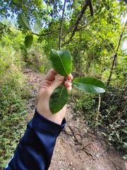 Ficus trigonata