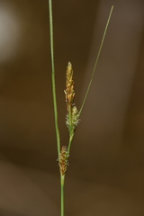 Carex extensa