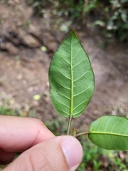 Ficus trigonata
