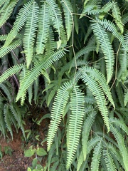 Gleichenella
