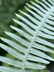 Gleichenella