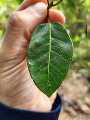 Ficus trigonata
