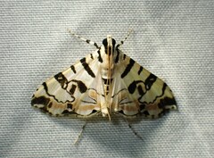 Conchylodes salamisalis