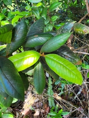 Myrcia fenzliana