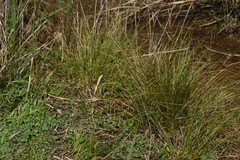 Carex extensa