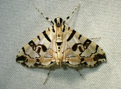 Conchylodes salamisalis